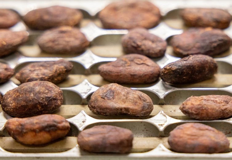Latin America Baseline Cocoa Barometer: Advancing research and innovation in the cocoa sector 