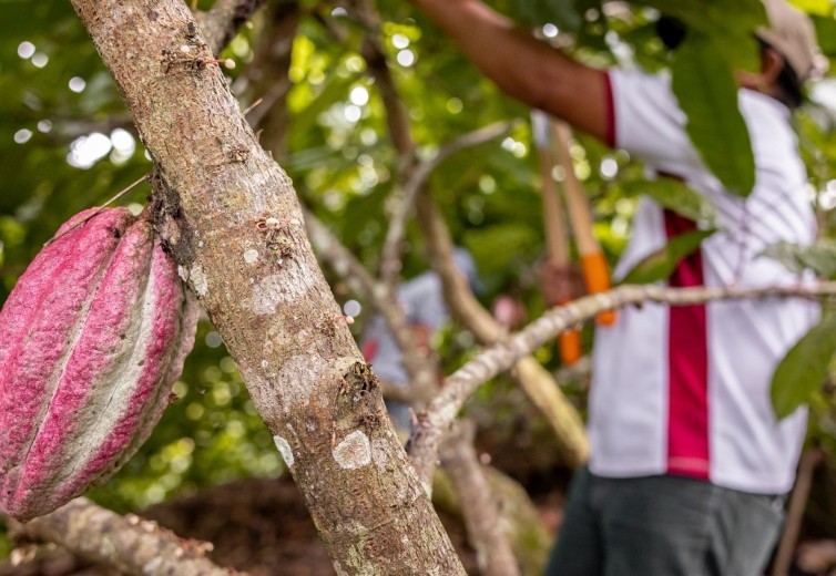 Advancing community resilience: Maximizing Opportunities in Coffee and Cacao in the Americas (MOCCA) 