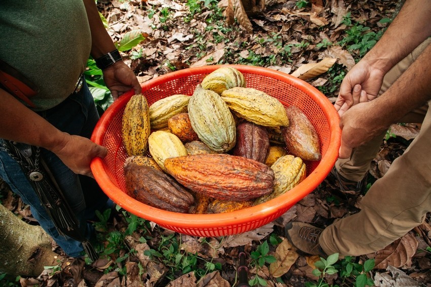 Lutheran World Relief partners with TechnoServe in new Latin American initiative to increase Ecuadorian cocoa productivity