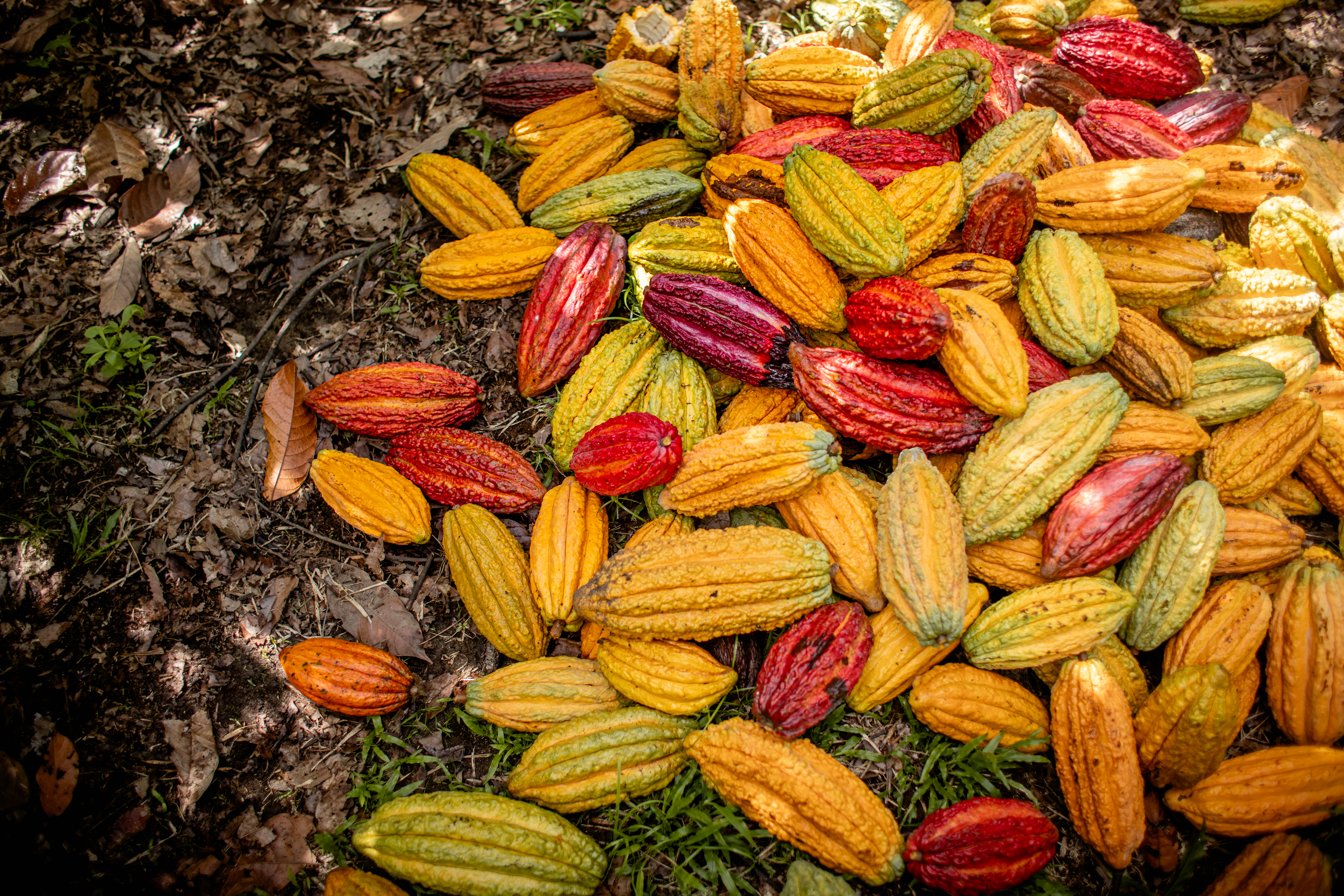 Cocoa pods being harvested